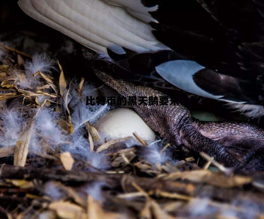 比特币的黑天鹅要来，比特币黑天鹅指的是什么