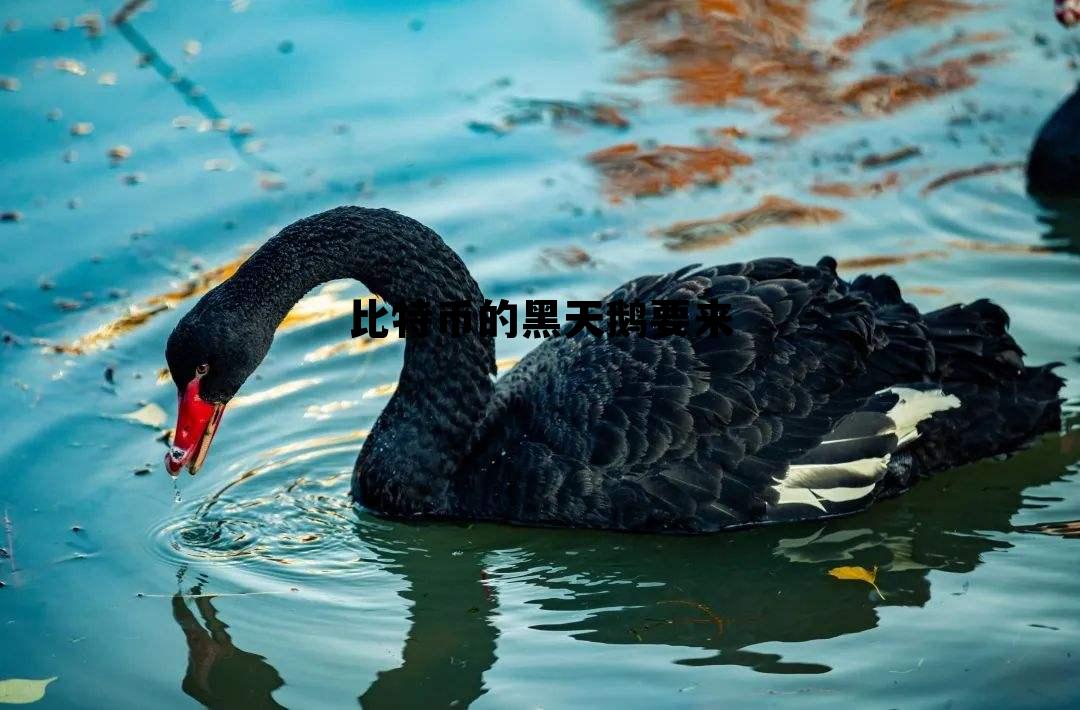 比特币的黑天鹅要来，比特币黑天鹅指的是什么