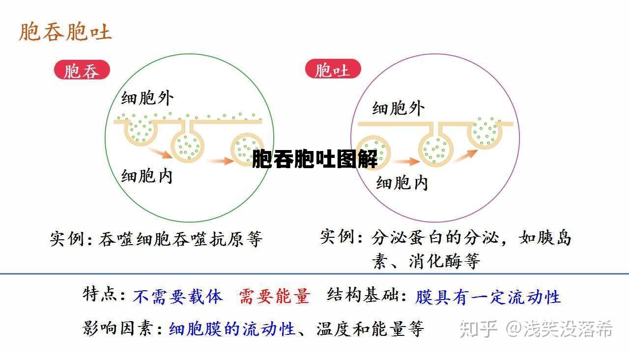 胞吞胞吐图解，胞吞胞吐概念图